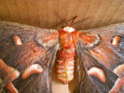 Cecropia Moth