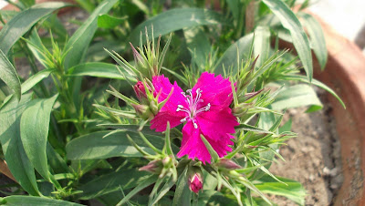 Pink Carnation Flowers