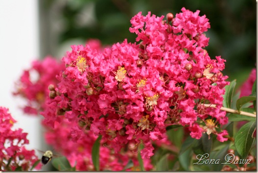 Crape_Myrtle_Bee