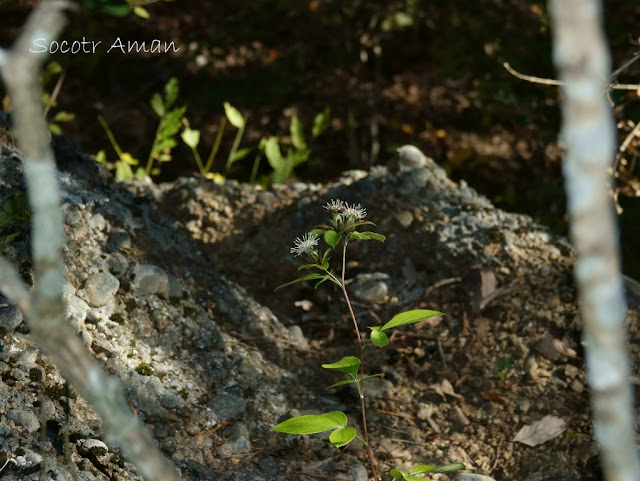 Atractylodes japonica