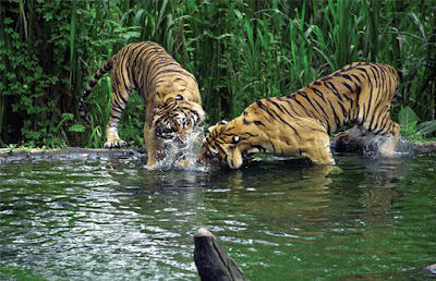 Animals in Sundarban Jungle