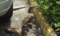 Hawaiian ducks-mallards, Hamakua Marsh parking lot, Kailua, Oahu - © Denise Motard