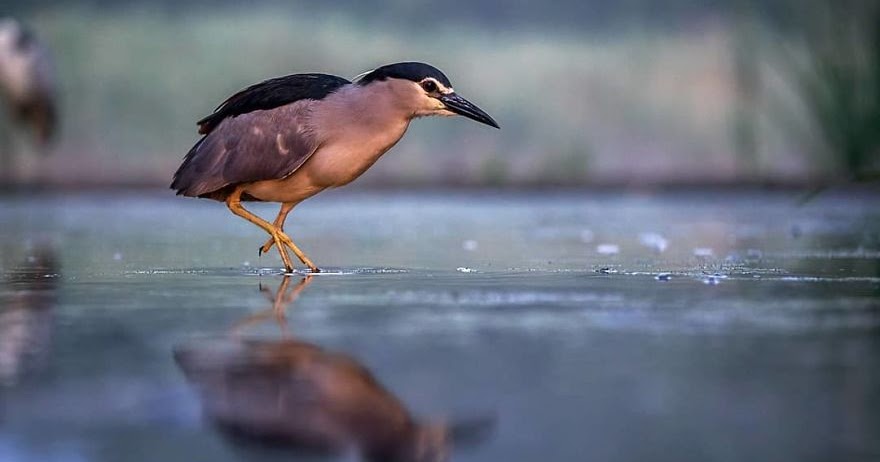 30 Gambar  Burung Indah Di Alamnya Fotografi Kerajinan  