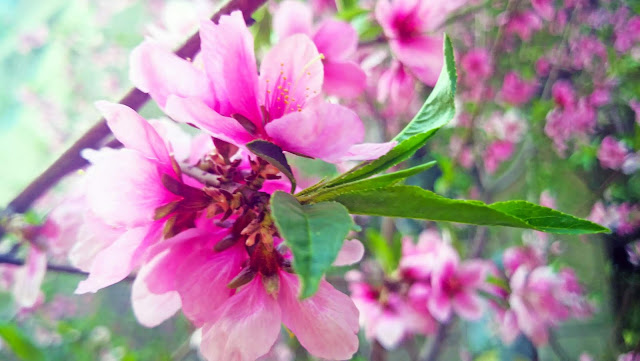 9Peach blossoms in spring photographs, come to see our collection