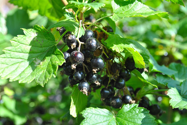 blackcurrant bush trees