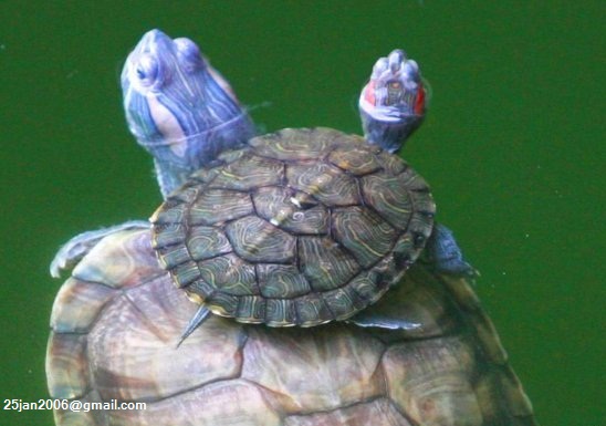 Baby Animals Swimming 4