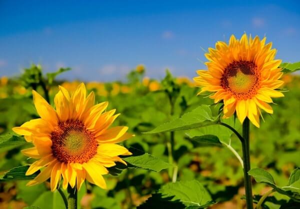 Beautiful Sunflower Hd Download