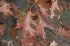 coppery oak leaves