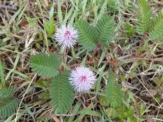 Mimosa pudica - Mimosa pudique - Sensitive