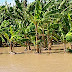 Inundaciones en Cabral dejan pérdidas millonarias a agricultores.