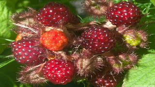 wineberry fruit images wallpaper