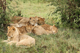 Masai Mara National Park Wild Animals Lion's Family Sleep