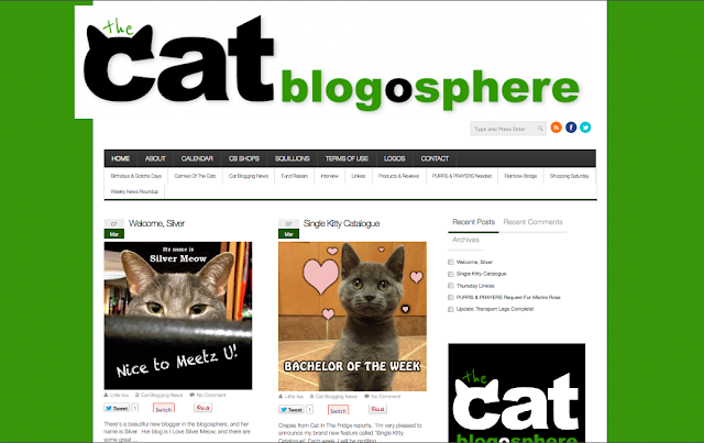 Cat blog rules