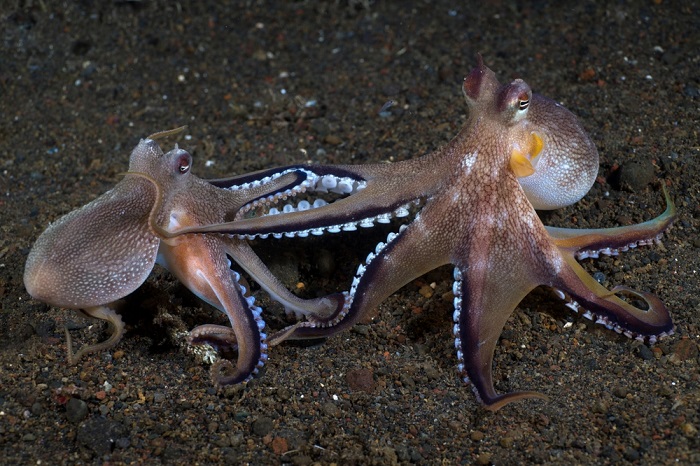 The Octo-Mazing World 8 Wonderful Things You Did Not Know About an Octopus
