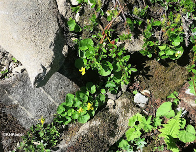 Viola bicolor