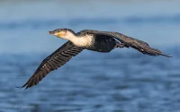 White-breasted cormorant - Birds In Flight Photography Cape Town with Canon EOS 7D Mark II  Copyright Vernon Chalmers