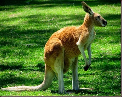 Amazing Animal Pictures Kangaroo (13)