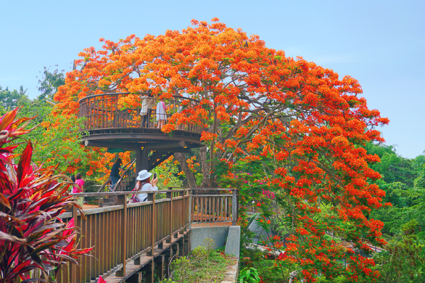 嘉義梅山公園鳳凰花觀景台紅通通像把大紅傘，觀景台賞花好親近