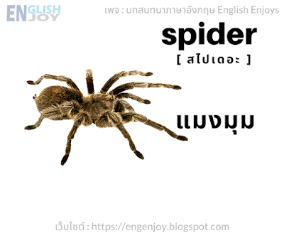 Spider สไปเดอะ แมงมุม