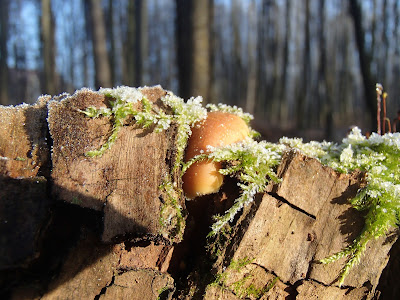 grzyby 2016, grzyby w grudniu, grzyby w zimie, zimowe grzybobranie, maślanka ceglasta Hypholoma lateritium, zimówka aksamitnotrzonowa Flammulina velutipes, uszak bzowy Auricularia auricula-judae, kisielnica kędzierzawa. Exidia nucleata