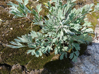 Corydale toujours verte - Corydalis sempervirens - Corydale rose