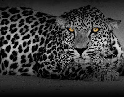 Leopardo de Arabia