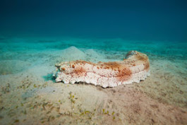 Khasiat Teripang Laut Untuk Kesehatan