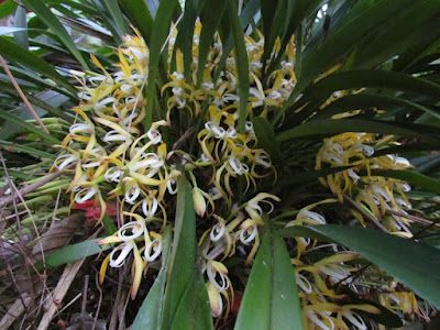 Maxillaria ringens - Rigid Maxillaria care