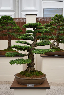 https://jooinn.com/european-larch-bonsai.html