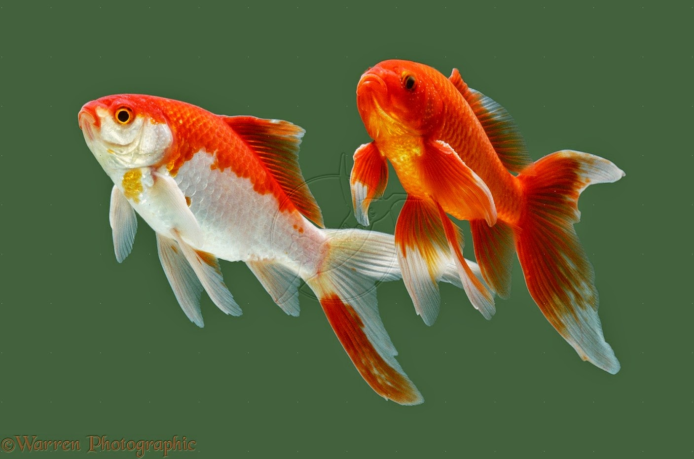 Gold Fish Pictures