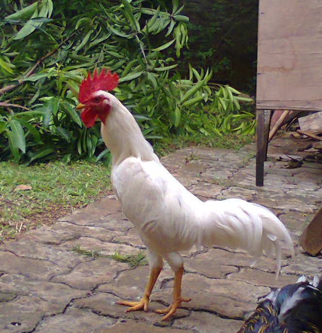 Ayam Jago Putih mulus