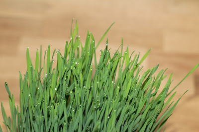 Wheatgrass to get slim body