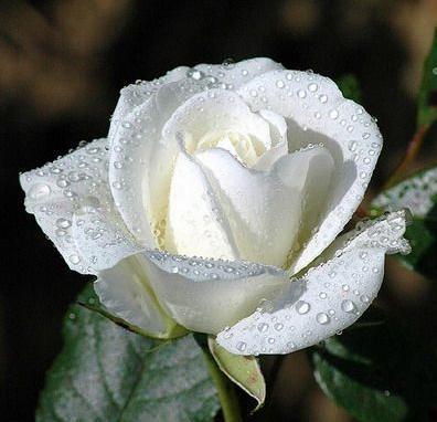 Rose Bush: White Rose
