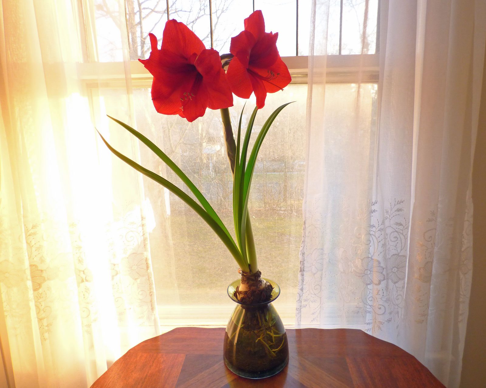 Амаралисовые цветы купить. Луковичные комнатные цветы амариллис. Цветок луковичный гиппеаструм. Амариллис стебель. Амариллис зимующий.