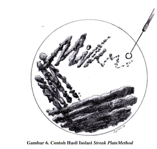 Contoh hasil isolasi streak plate method