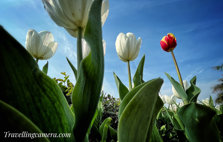 For photography enthusiasts, the Delhi Tulip Festival is a dream come true. The vivid colors of the tulips set against the backdrop of Shanti Path create a visual spectacle. Capture the essence of each bloom and create lasting memories of this enchanting event.