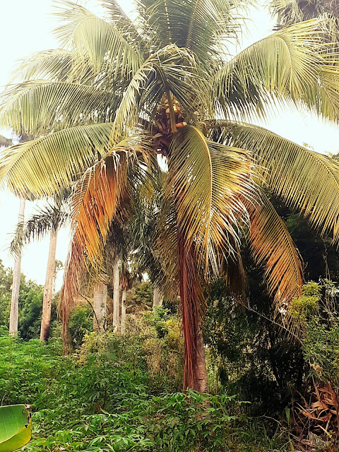 Planta de coco