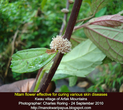 Rainforest flower as medicinal herbs