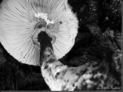 bw_20121022_svamp1a