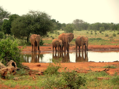 Kenia Elephant 2011, wildlife photos from Michael P.'s Gallery
