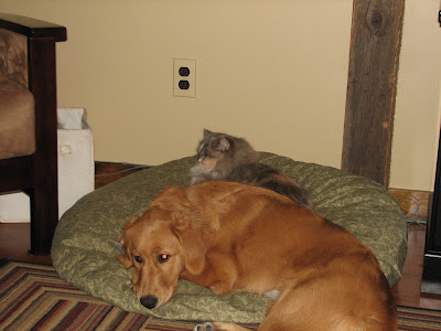 cat taking over golden retriever's bed