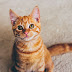 5 Wonderful Stories Prove that Cats Kill Your Loneliness!