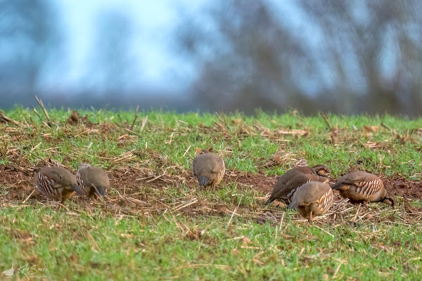 Red-legged partridge