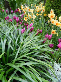 Purple tulips and apricot daffodils at the Allan Gardens Conservatory 2018 Spring Flower Show by garden muses-not another Toronto gardening blog