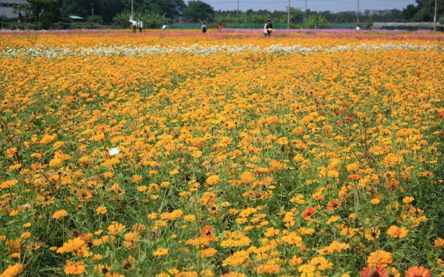 2015花漾橋頭花田囍事-12