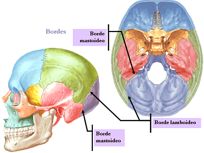 occipital bone Bordes