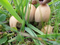 Les seuls champignons observés fin avril 2012