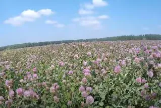 How to pollinate red clover with honey bees
