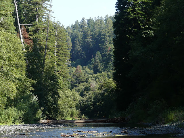 long redwood logs crossing Redwood Creek