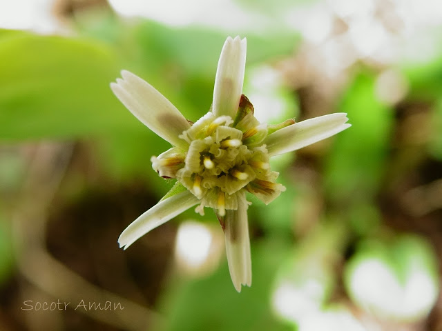 Leibnitzia anandria